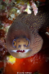 Goldentail Moray smiles for the camera by Lowrey Holthaus 